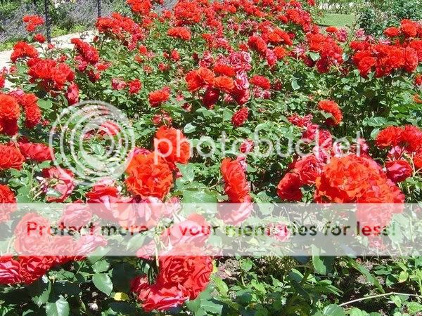 rosas rosas