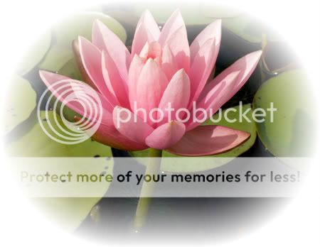 lotus.jpg picture by Kawaiirol