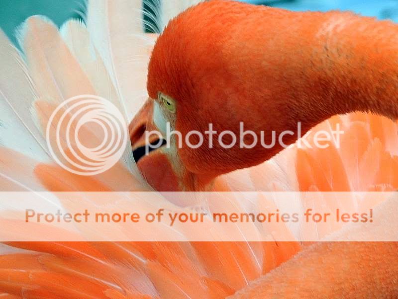 Fotografie