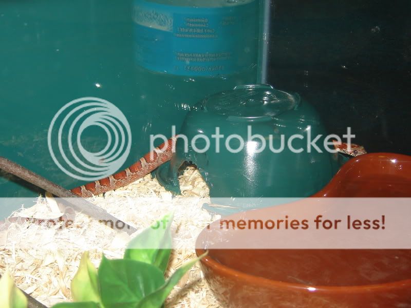 Cornsnake158.jpg