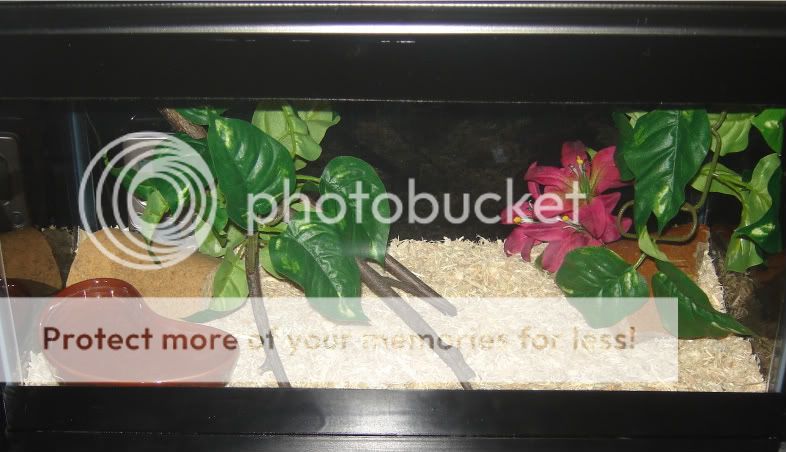 Cornsnake176.jpg