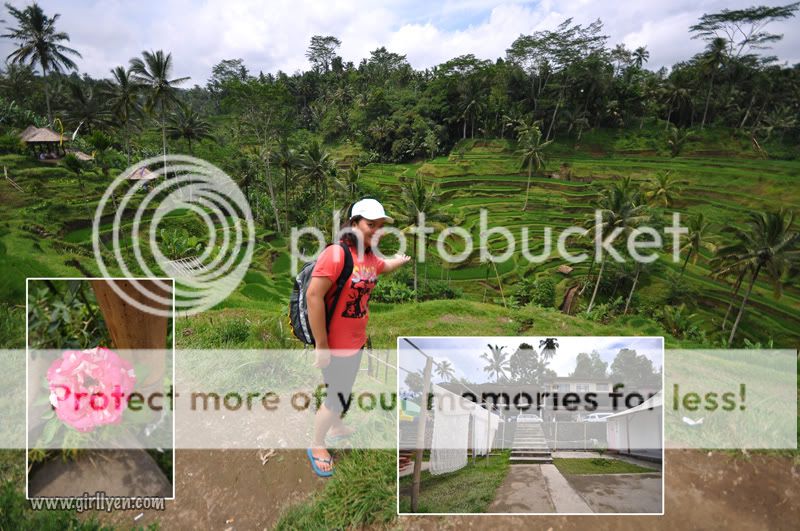 rice terrace